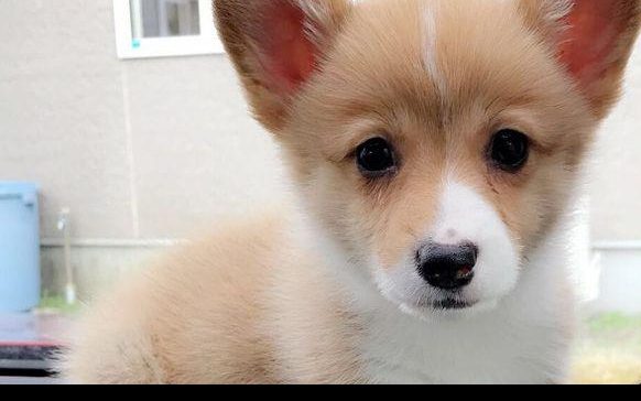 Beautiful Dog Breeds That Are In Danger Of Disappearing In The Near Future