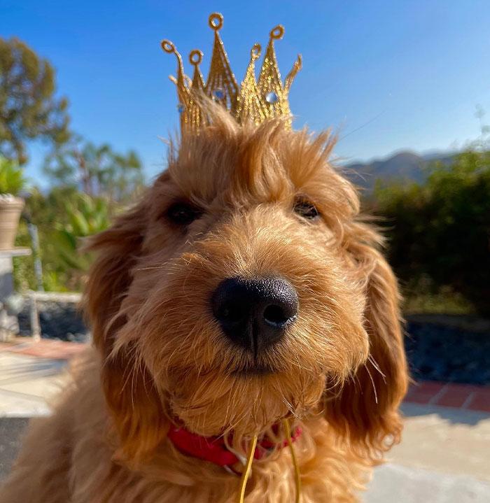 Lisa Kudrow “Wants To Adopt Matthew Perry's Dog” As She Shares Sad Theory Behind His Death