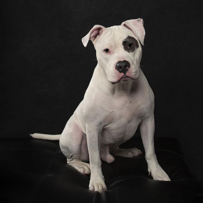 Patsy - Boxer