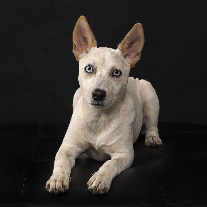 Donut - Red Heeler Mix
