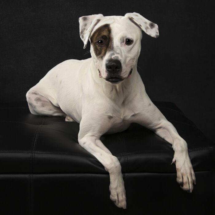 Liam - Boxer Mix