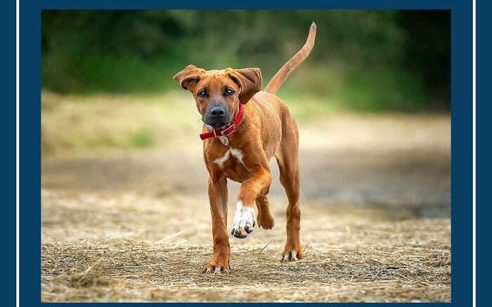 12 Motivational Dog Quotes Series For Dog Lovers To Laugh Together