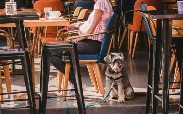 Leaving Dinner Due To Friends Bringing A Dog – Acceptable Or Rude?