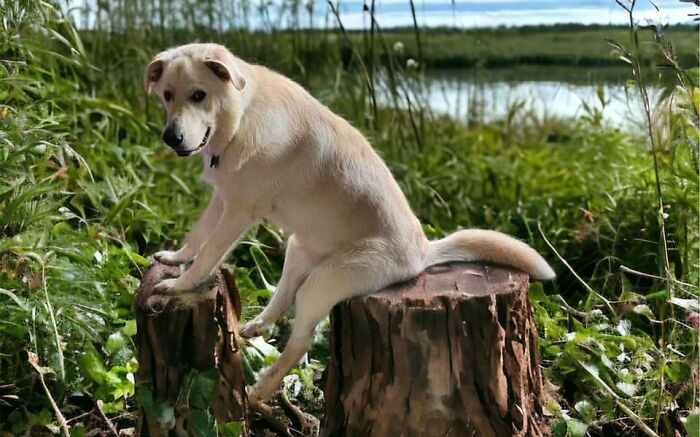 The Guy Shared Dog Sitting Like A Person, Received 29 Edits, And An Expert Interview.