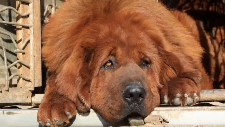 10 Rare Dog Breeds On The Earth